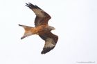 Filename=red_arian_201119e.jpg
Filesize=441KB
Dimensions=1200x800
Date added=Apr 18, 2021 red_arian_201119e.jpg