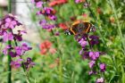 Filename=red_gdn_090619a.jpg
Filesize=529KB
Dimensions=1250x833
Date added=Mar 26, 2021 red_gdn_090619a.jpg