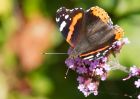 Filename=redadmiral_090909a.jpg
Filesize=218KB
Dimensions=1000x714
Date added=Sep 14, 2009 redadmiral_090909a.jpg