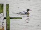 redbreastedmerganser_1403d.jpg