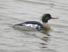 redbreastedmerganser_1403e.jpg