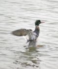 redbreastedmerganser_1403f.jpg