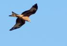 redkite_030209_DSC05582.jpg