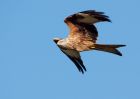 redkite_030209_DSC05589.jpg