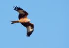 redkite_030209_DSC05642.jpg