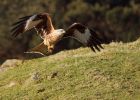 redkite_030209_DSC05780.jpg