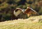 redkite_030209_DSC05783.jpg