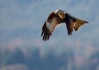 redkite_030209_DSC05797.jpg