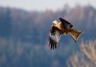 redkite_030209_DSC05801.jpg