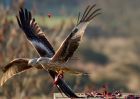 redkite_030209_DSC05831.jpg