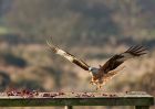 redkite_030209_DSC05832.jpg