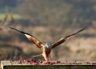 redkite_030209_DSC05836.jpg