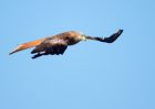 redkite_030209_DSC05844.jpg