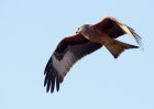 redkite_030209_DSC05851.jpg