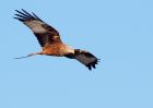 redkite_030209_DSC05854.jpg