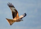 redkite_030209_DSC05877.jpg