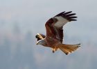 redkite_030209_DSC05903.jpg