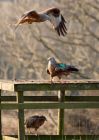 redkite_030209_DSC05906.jpg