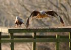 redkite_030209_DSC05921.jpg