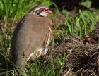 redleggedPartridge_041010g.jpg