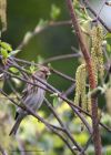 redpoll_110411a.jpg