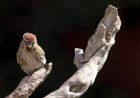 Filename=redpoll_120411d.jpg
Filesize=228KB
Dimensions=1000x705
Date added=Apr 14, 2011 redpoll_120411d.jpg