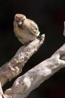 redpoll_120411g.jpg