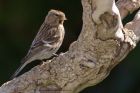 redpoll_120411i.jpg