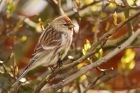 redpoll_200416a.jpg