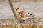 redpoll_200416b.jpg