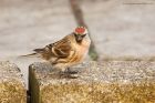 redpoll_200416d.jpg