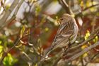 redpoll_200416i.jpg