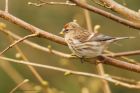 Filename=redpoll_HB_170320a.jpg
Filesize=758KB
Dimensions=1200x800
Date added=Apr 02, 2021 redpoll_HB_170320a.jpg