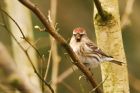 redpoll_HB_170320b.jpg