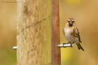 redpoll_HB_170320c.jpg