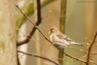 redpoll_HB_170320d.jpg