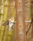 redpoll_HB_170320e.jpg