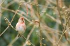 redpoll_HB_270319a.jpg