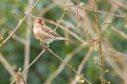 redpoll_HB_270319c.jpg