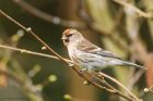 redpoll_HB_270319d.jpg