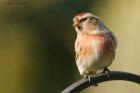 redpoll_Wslack_170119c.jpg