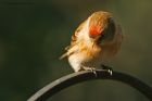 redpoll_Wslack_170119e.jpg