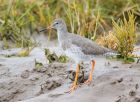 redshank.jpg