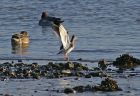 redshank_0112a.jpg