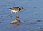 redshank_0202c.jpg