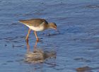 redshank_0202g.jpg