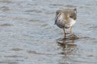 redshank_020813b.jpg