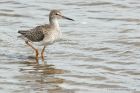 redshank_020813g.jpg