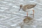 redshank_020813j.jpg