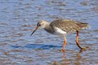 redshank_020914f.jpg